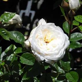 White Patio Rose (Rosa White Patio) 1